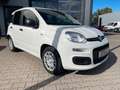 Fiat Panda 1.0 Hybrid Blanc - thumbnail 12
