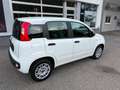 Fiat Panda Easy 1,2 69PS Weiß - thumbnail 3
