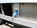 Iveco Daily 50C18 3.0 Aut. Koelwagen Bakwagen Nachtkoeling Alb - thumbnail 9