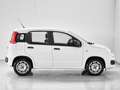 Fiat Panda Panda 1.2 Easy easypower Gpl 69cv my19 Bianco - thumbnail 14