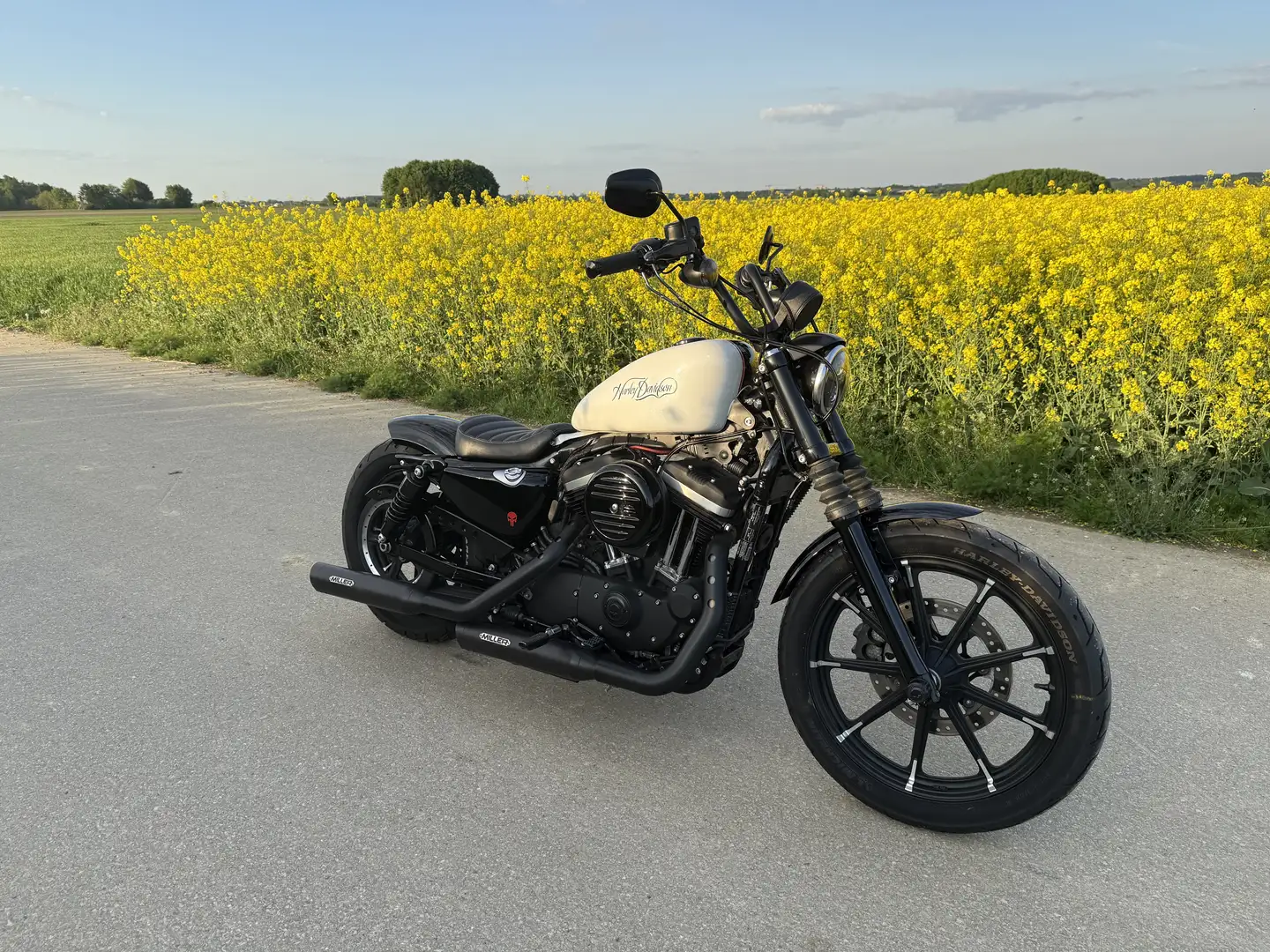 Harley-Davidson Sportster 883 Iron Bianco - 1