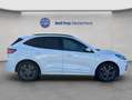Ford Kuga 2.0 EcoBlue Hybrid ST-LINE X Weiß - thumbnail 5