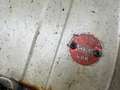 Oldtimer Morris Minor Grau - thumbnail 9