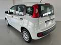 Fiat Panda 1.2 Easy 69cv    IVA ESPOSTA Weiß - thumbnail 7