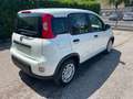 Fiat Panda 1.0 FireFly S&S Hybrid Pandina Bianco - thumbnail 5