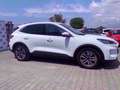 Ford Kuga 2.5 Plug In Hybrid 225 CV CVT 2WD Titanium Weiß - thumbnail 7