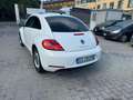 Volkswagen New Beetle 1.6 TDI 105 CV Білий - thumbnail 6
