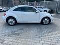 Volkswagen New Beetle 1.6 TDI 105 CV Білий - thumbnail 7