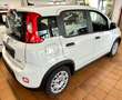 Fiat Panda Base 1.0 GSE Hybrid Weiß - thumbnail 4