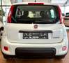 Fiat Panda Base 1.0 GSE Hybrid Weiß - thumbnail 5