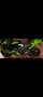 Kawasaki Ninja ZX-10R Vert - thumbnail 11