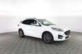 Ford Kuga FORD Kuga 1.5 EcoBoost 150 CV 2WD ST-Line X Weiß - thumbnail 2