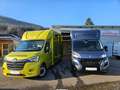 Renault Master Dickenherr Pferdetransporter Grün - thumbnail 35