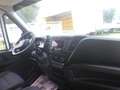 Iveco Daily 35c14 furgonatura con pedana Blanc - thumbnail 13