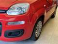 Fiat New Panda 1.0 FireFly Hybrid Roşu - thumbnail 10