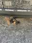 Volkswagen Fox Basis Rot - thumbnail 12