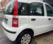 Fiat Panda Panda 1.3 mjt 16v Active 75cv Bianco - thumbnail 6