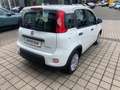 Fiat Panda Base 1.0 Mild Hybrid Freisprechein. Klima Weiß - thumbnail 4