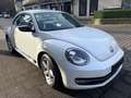 Volkswagen Beetle 2.0 TDI Sport,Navi,PDC,Sitzhz.,Klimatr. Weiß - thumbnail 3