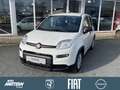 Fiat Panda 1.0 Mild Hybrid Klima/PDC/DAB/Bluetooth Weiß - thumbnail 1