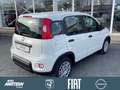 Fiat Panda 1.0 Mild Hybrid Klima/PDC/DAB/Bluetooth Weiß - thumbnail 7