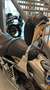 Harley-Davidson Sportster 1200 - thumbnail 8