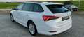 Skoda Octavia 2,0 TDI Business DSG AB 299 EUR/MONAT Weiß - thumbnail 3