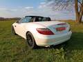 Mercedes-Benz SLK 250 7G,18",MB Pano+ Motor neu 65TKM mit RG!! Weiß - thumbnail 12