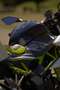 Kawasaki Z 125 Performance Verde - thumbnail 6
