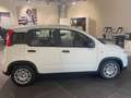 Fiat Panda 1.0 firefly hybrid s&s 70cv CON ROTTAMAZIONE Blanc - thumbnail 5