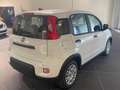 Fiat Panda 1.0 firefly hybrid s&s 70cv CON ROTTAMAZIONE Blanc - thumbnail 6