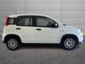 Fiat Panda Panda 1.0 firefly hybrid s&s 70cv Blanc - thumbnail 3