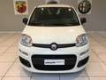 Fiat Panda Panda 1.0 FireFly S&S Hybrid Bianco - thumbnail 7