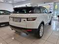 Land Rover Range Rover Evoque 2.0 TD4 150 CV 5p Business Ed. Premium SE Weiß - thumbnail 6