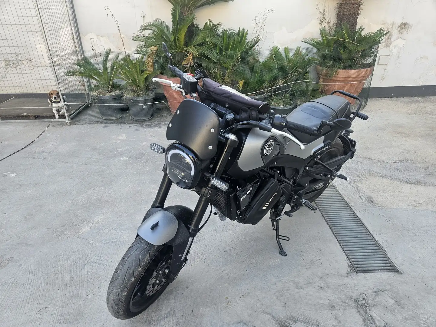 Benelli Leoncino Nero - 2