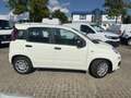 Fiat Panda MY25 1.0 70PS Eurostar Klima PDC Weiß - thumbnail 3