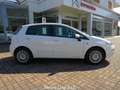 Fiat Punto 1.2 69cv 5 porte Street Alb - thumbnail 2