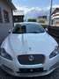 Jaguar XF XF 3,0 Diesel Premium Luxury Premium Luxury Weiß - thumbnail 1