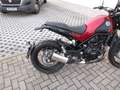 Benelli Leoncino 500 X  Trail Topzustand Rouge - thumbnail 3