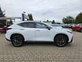 Lexus NX 350h 4x4 F-Sport Pano, Mark Levinson, 4x SHZ Weiß - thumbnail 11