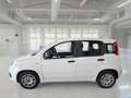 Fiat Panda Panda III 2021 1.0 firefly hybrid Sport s Bianco - thumbnail 5