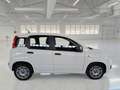 Fiat Panda Panda III 2021 1.0 firefly hybrid Sport s Bianco - thumbnail 6