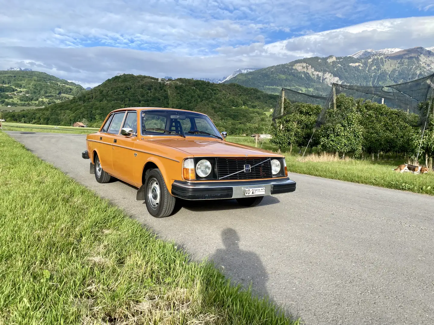 Volvo 244 DL Orange - 1
