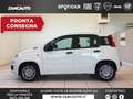 Fiat Panda Panda 1.0 FireFly S&S Hybrid Icon PROMO MESE + TA Blanc - thumbnail 1