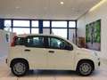 Fiat Panda Panda 1.0 FireFly S&S Hybrid Icon PROMO MESE + TA Blanc - thumbnail 2