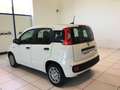 Fiat Panda Panda 1.0 FireFly S&S Hybrid Icon PROMO MESE + TA Blanc - thumbnail 6