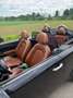 MINI Cooper Cabrio MINI COOPER Cabrio Sidewalk COOPER Sidewalk Schwarz - thumbnail 5