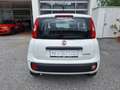 Fiat Panda 4x2 FireFly Hybrid 70 Pandina Bianco - thumbnail 6