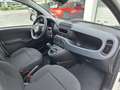 Fiat Panda 4x2 FireFly Hybrid 70 Pandina Bianco - thumbnail 11