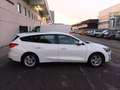 Ford Focus 1.5 EcoBlue 120 CV automatico SW Business Bianco - thumbnail 5
